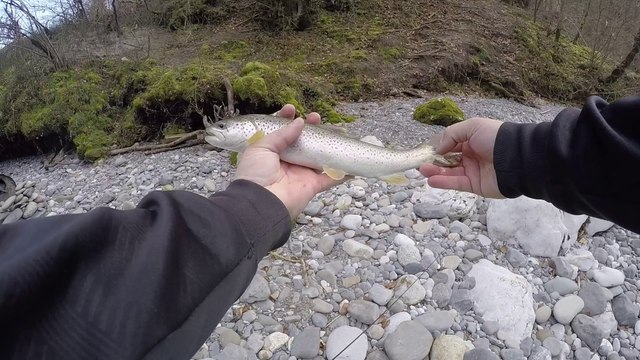 Mes deux truites du jour avec touche en direct