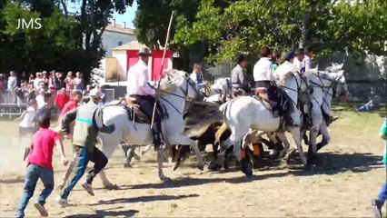 MONTAGNAC 2015 Festival d'abrivado et bandido.