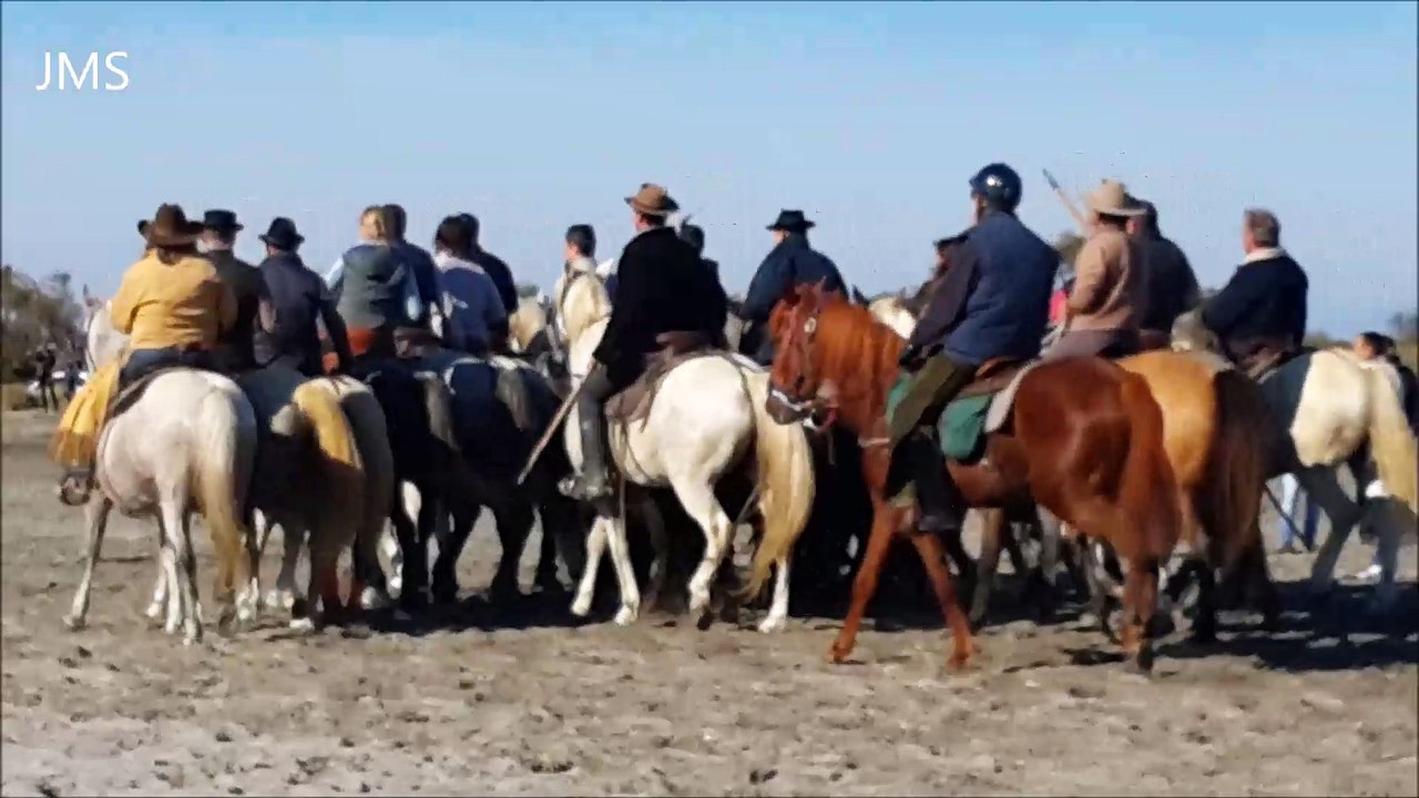 Saintes maries de la mer-Abrivados des plages-longues-10-11 Nov. 2015 .