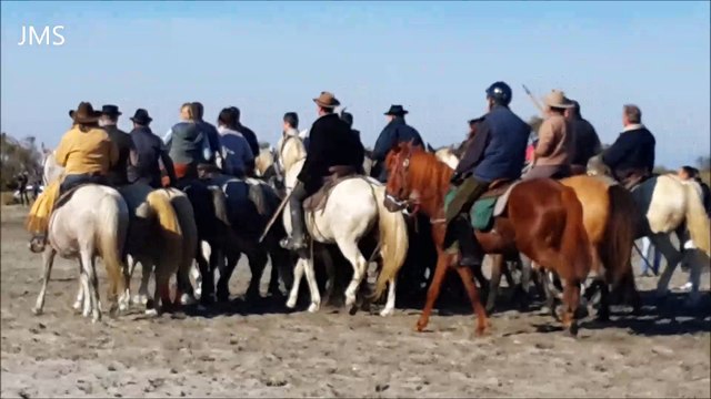 Saintes maries de la mer-Abrivados des plages-longues-10-11 Nov. 2015 .