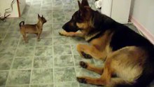 Berger Allemand hurle