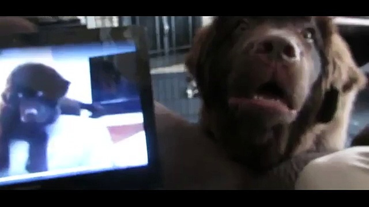 Separated puppy's reaction to hearing brother's voice again