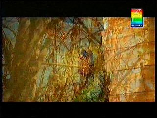 Zard Mausam on HumTv full episode top songs 2016 best songs new songs upcoming songs latest songs sad songs hindi songs bollywood songs punjabi songs movies songs trending songs mujra dance Hot songs