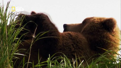 Bears and Nature