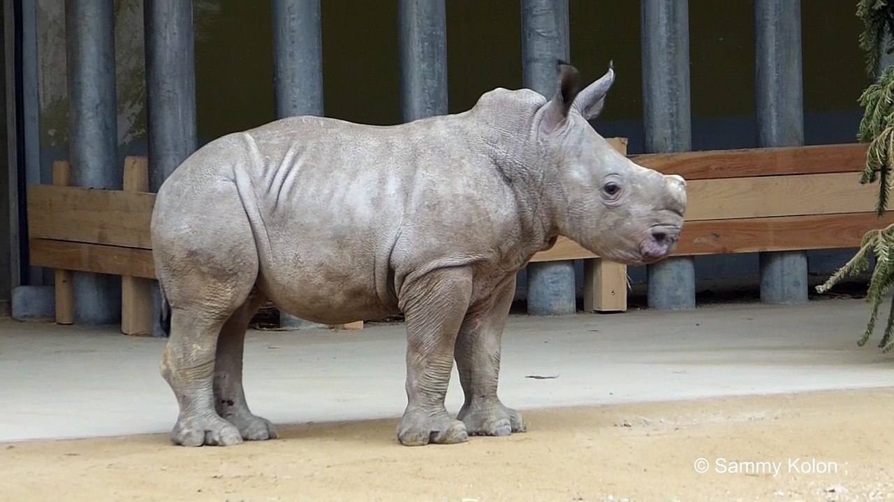 Baby Nashorn