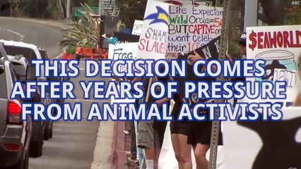 Orca Whales Being Phased Out of Sea World