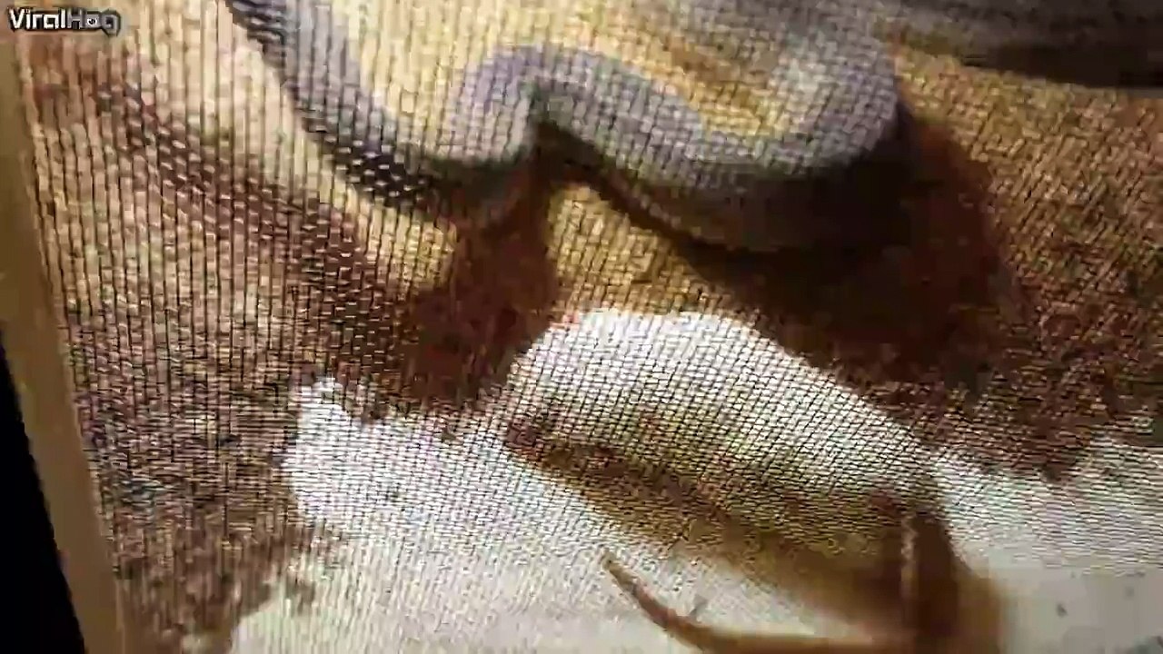 a snake strike!