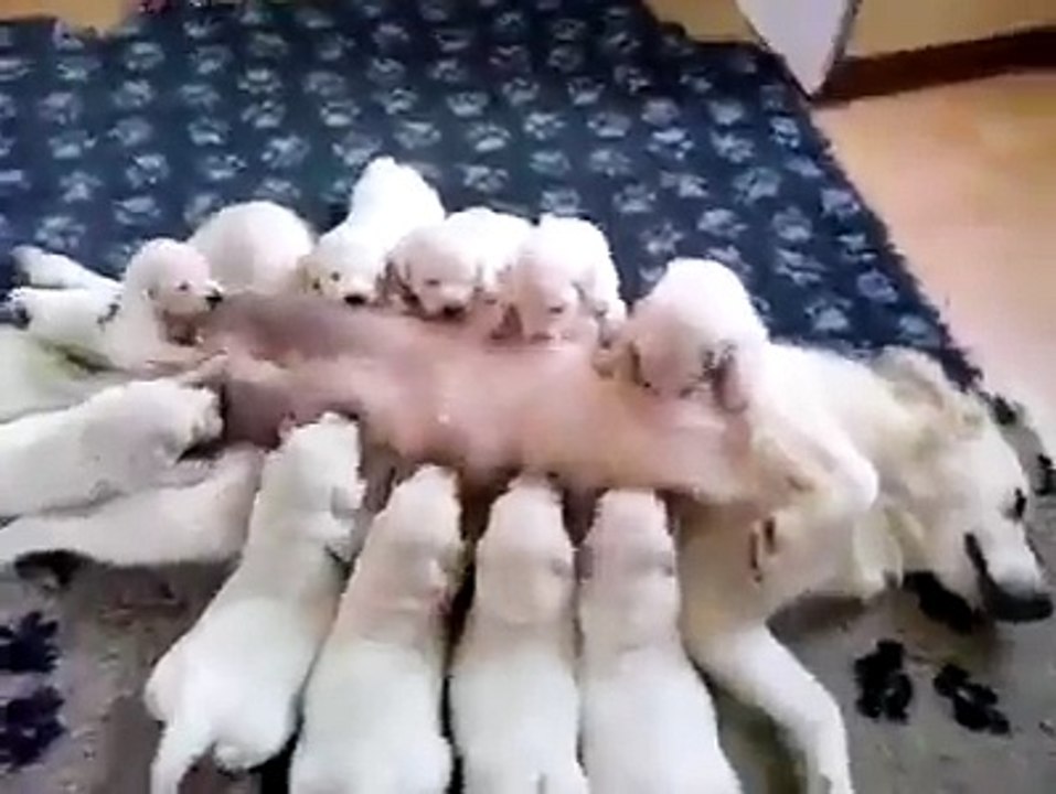 Celebrating Mother