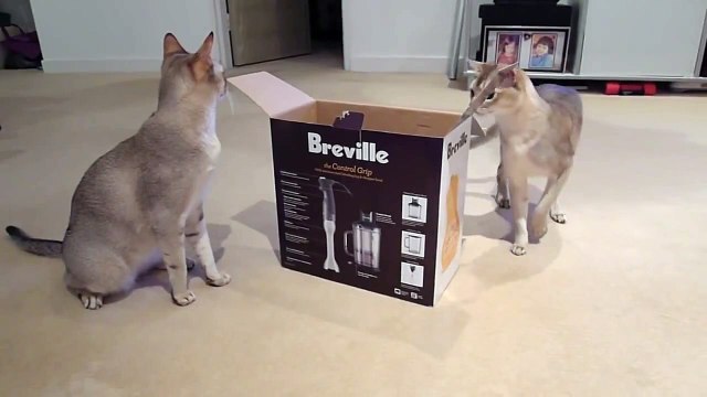 Des chats Singapura qui jouent avec un carton