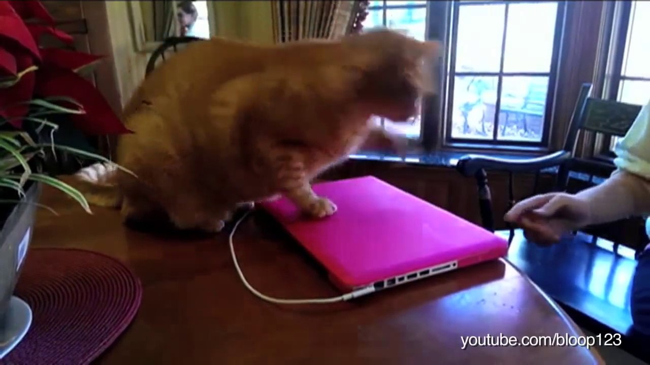 Des chats vilains avec leur maître!