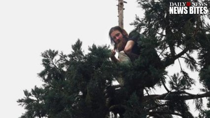 Man Builds A Bed In An 80-Foot Sequoia Tree In Downtown Seattle