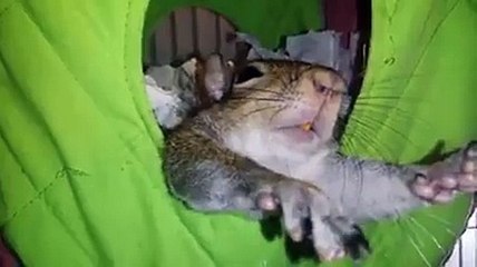Sleepy Squirrel