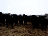 Ross Wilson 700# Black Angus X Steers