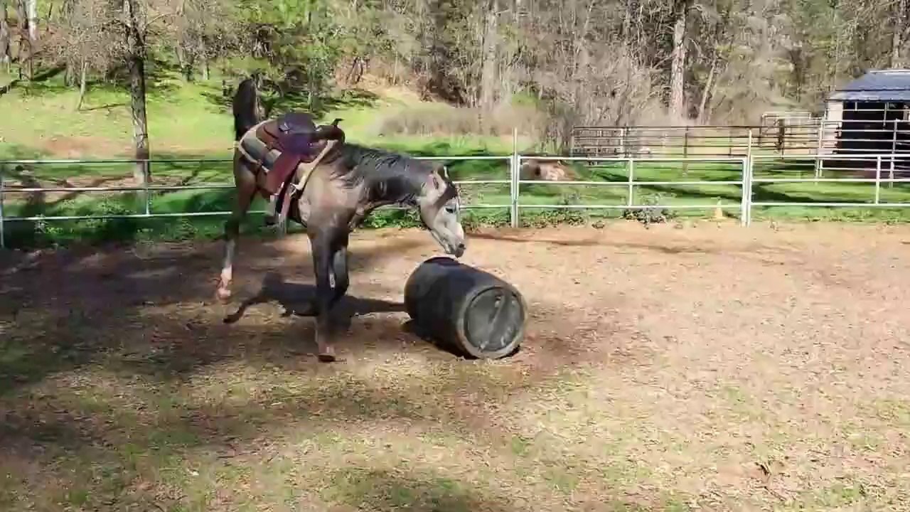 Now This Is Horse Play!