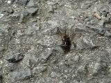 mouche embarquée par des fourmis