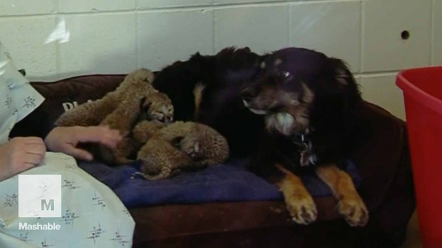 Australian shepherd takes newborn cheetah cubs into its care