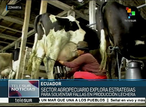 Ecuador: gob. y ganaderos buscan reducir costos de producción de leche