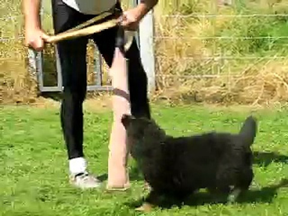 Dinka, chiot Berger allemand au mordant