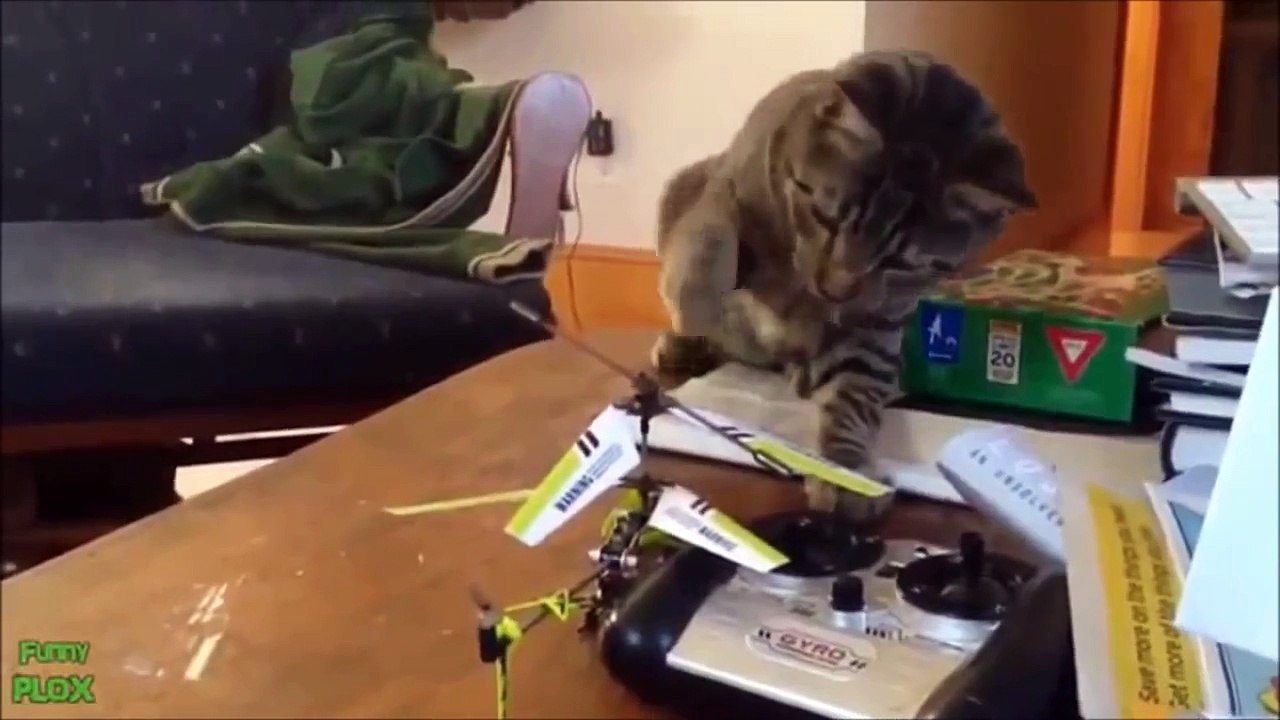 Wild & Crazy Cats