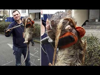 Un Rat géant dans les rues de Londres