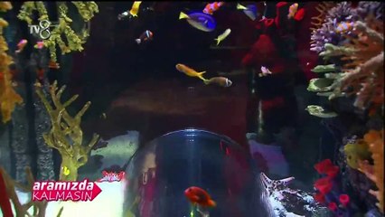 Köpekbalıkları Klasik Müzikle Sakinleştiriliyor İzle