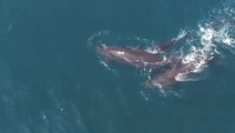 Baby False Killer Whale Learns to Swim