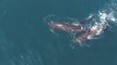 Baby False Killer Whale Learns to Swim