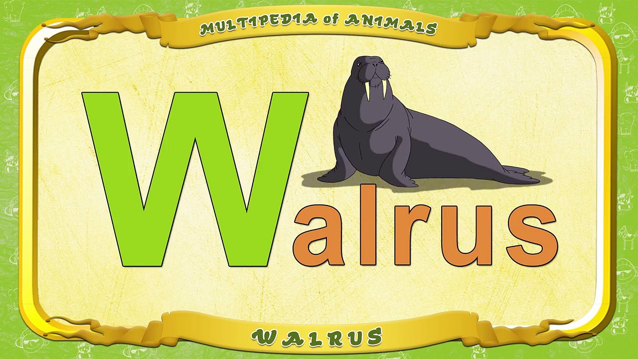 Multipedia of Animals. Letter W Walrus