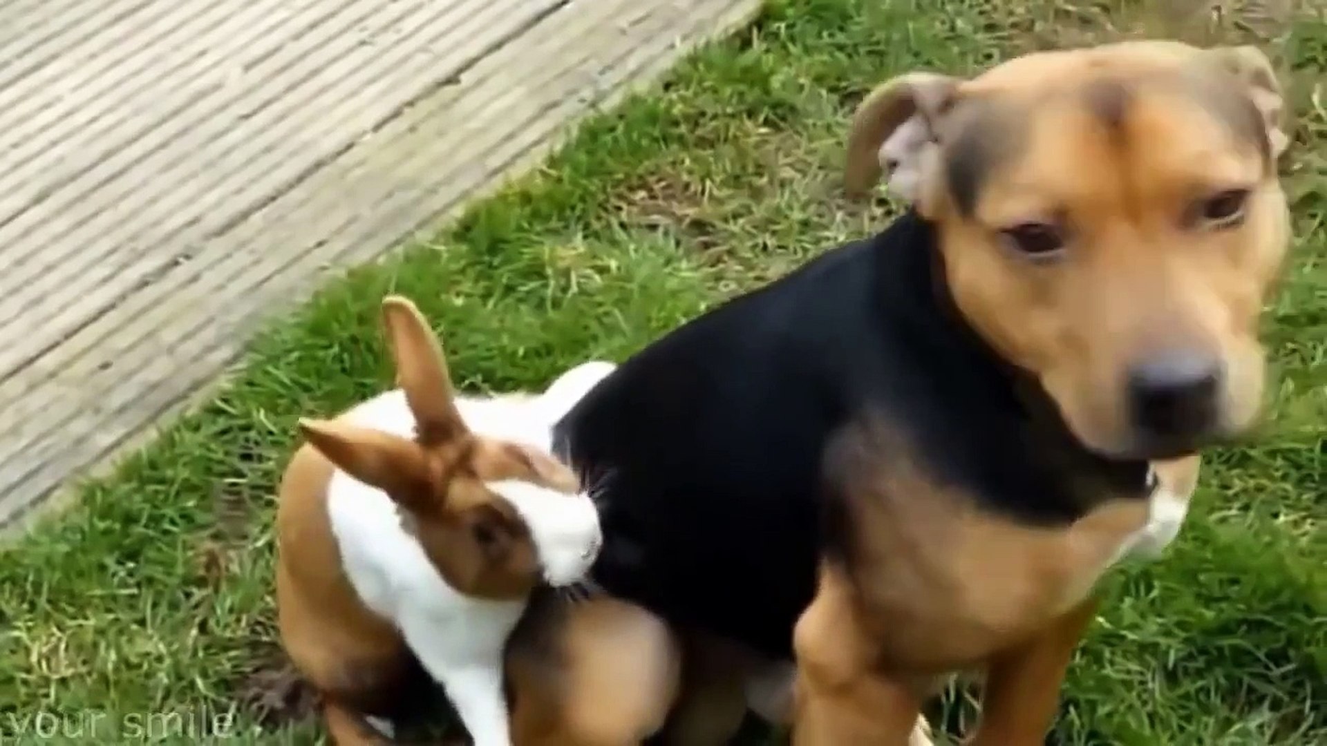 ⁣Животные ПРИКОЛЫ 2015 Funny Animals Videos Compilation 2015