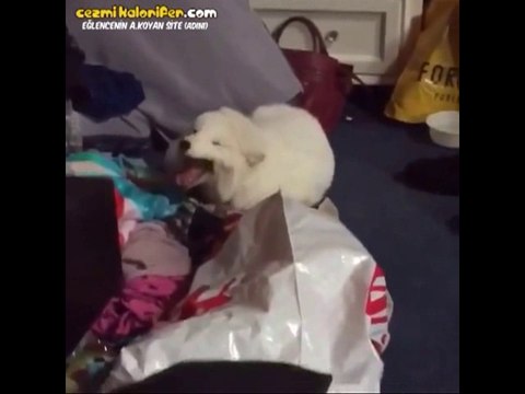 Sahibinin Gülüşüne Eşlik Eden Köpek