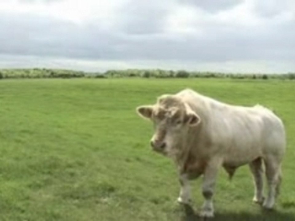 Archetypal Bull Behaviour