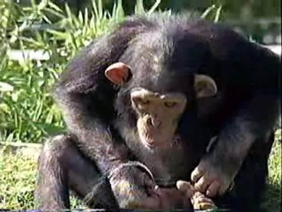 Singe pisseur