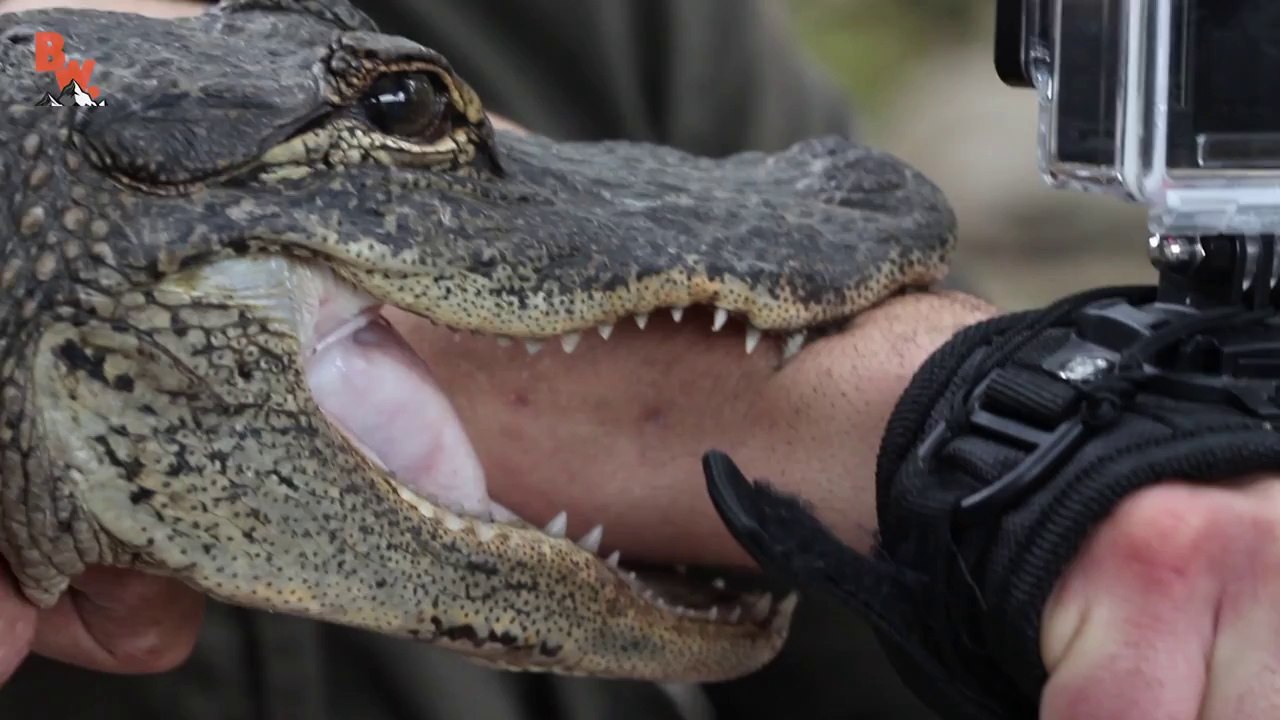 ALLIGATOR BITE!