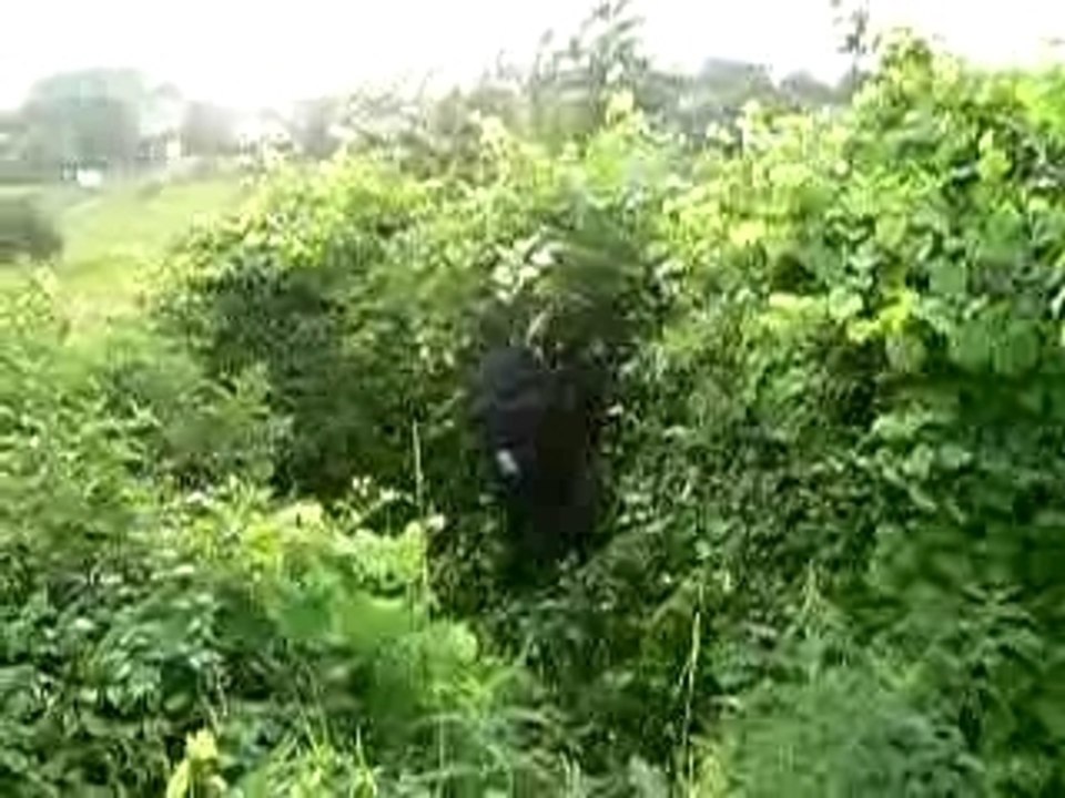 saut dans les buissons 2
