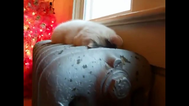 Как спят кошки. Смешное видео про кошек