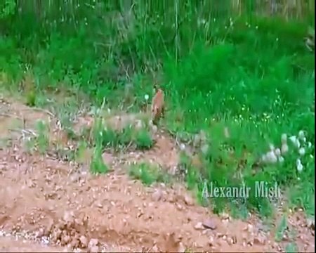 Мои дети будут расти на таких видео