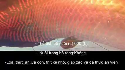 Kỹ thuật nuôi cá hải tượng