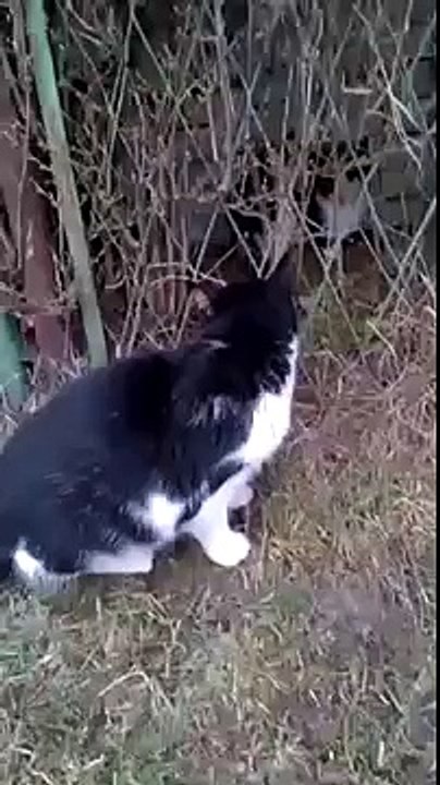 GADAJĄCY KOT, TALKING CAT, FUNNY CAT, CAT, FUNNY ANIMALS, FUNNY ANIMAL, MÓWIĄCY KOT, KOT M