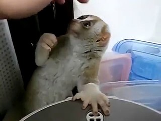 Лемур Лори кушает