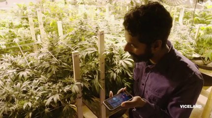 Stoned Kids - Documentary