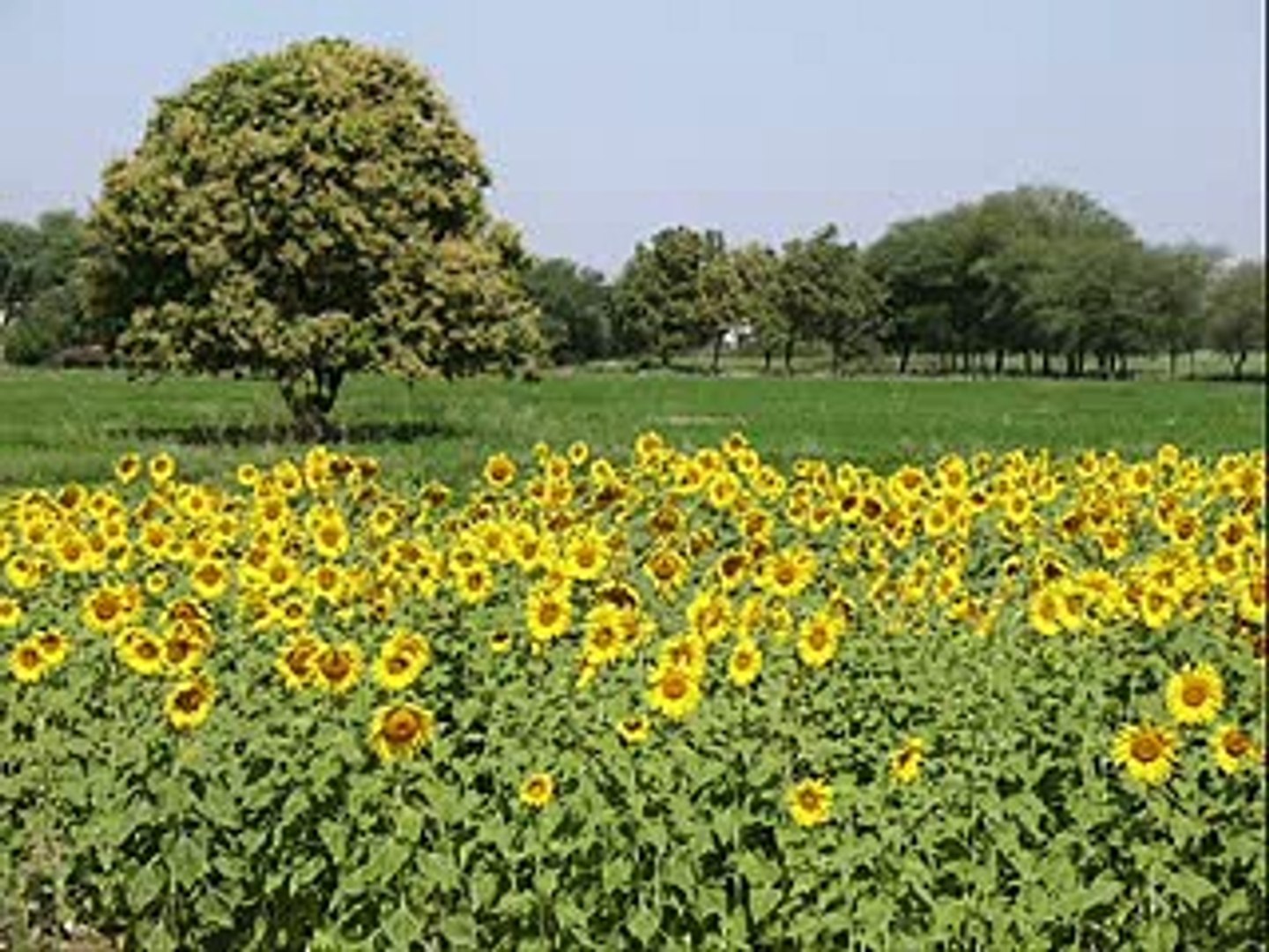 Life in Pakistani Village top songs 2016 best songs new songs upcoming songs latest songs sad songs 