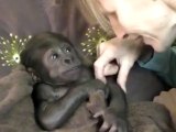 Baby Gorillas are just so Cute and Sweet!
