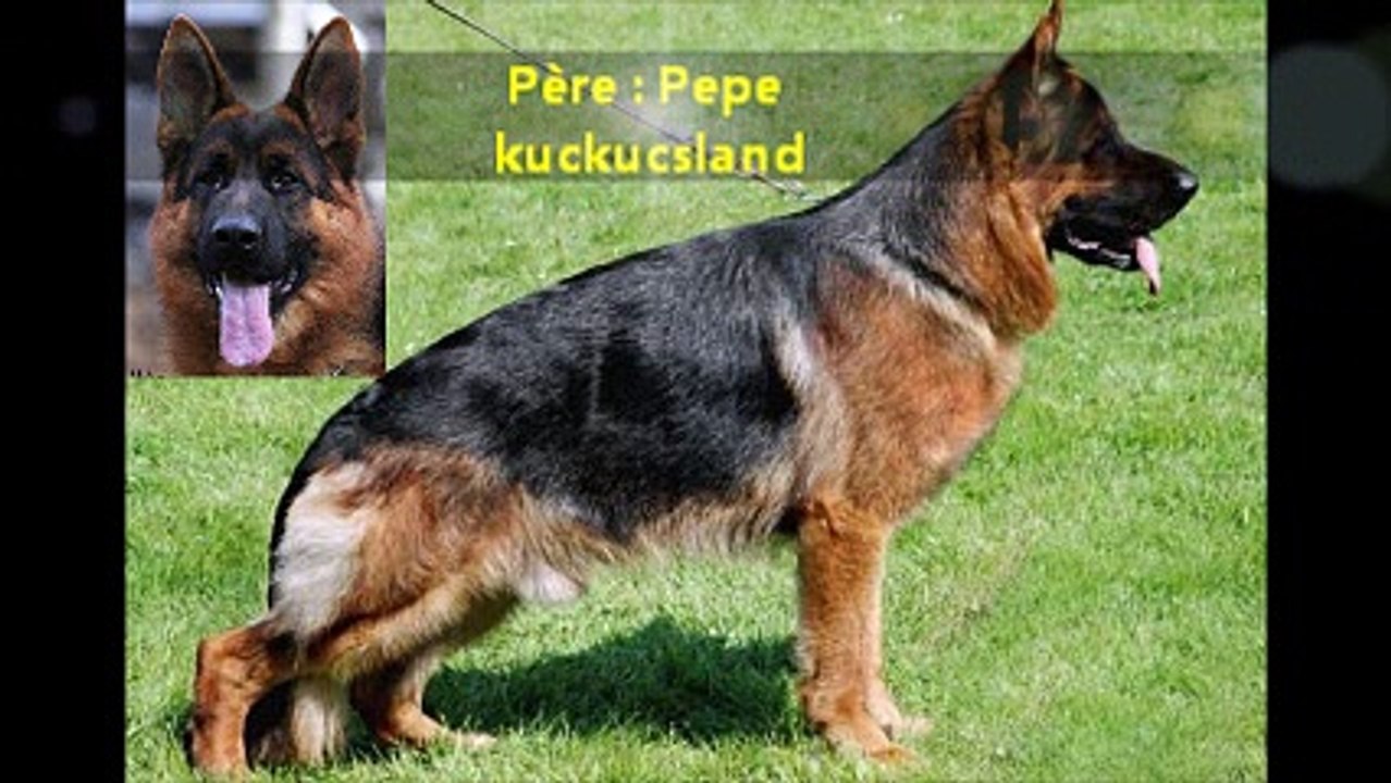 Lewis de la cité d emeraude film