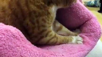 Thank goodness my timeout ended because I can enjoy another wild and crazy CA...