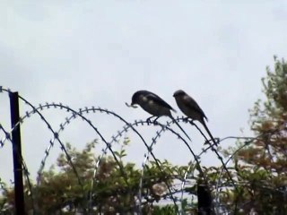 Fiscal shrike eating his prey on barbed wire