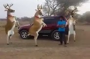 Crazy Reindeers