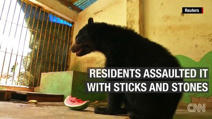 Bolivian bear left for dead gets new home