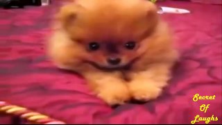 Funny Puppy Videos try not to laugh