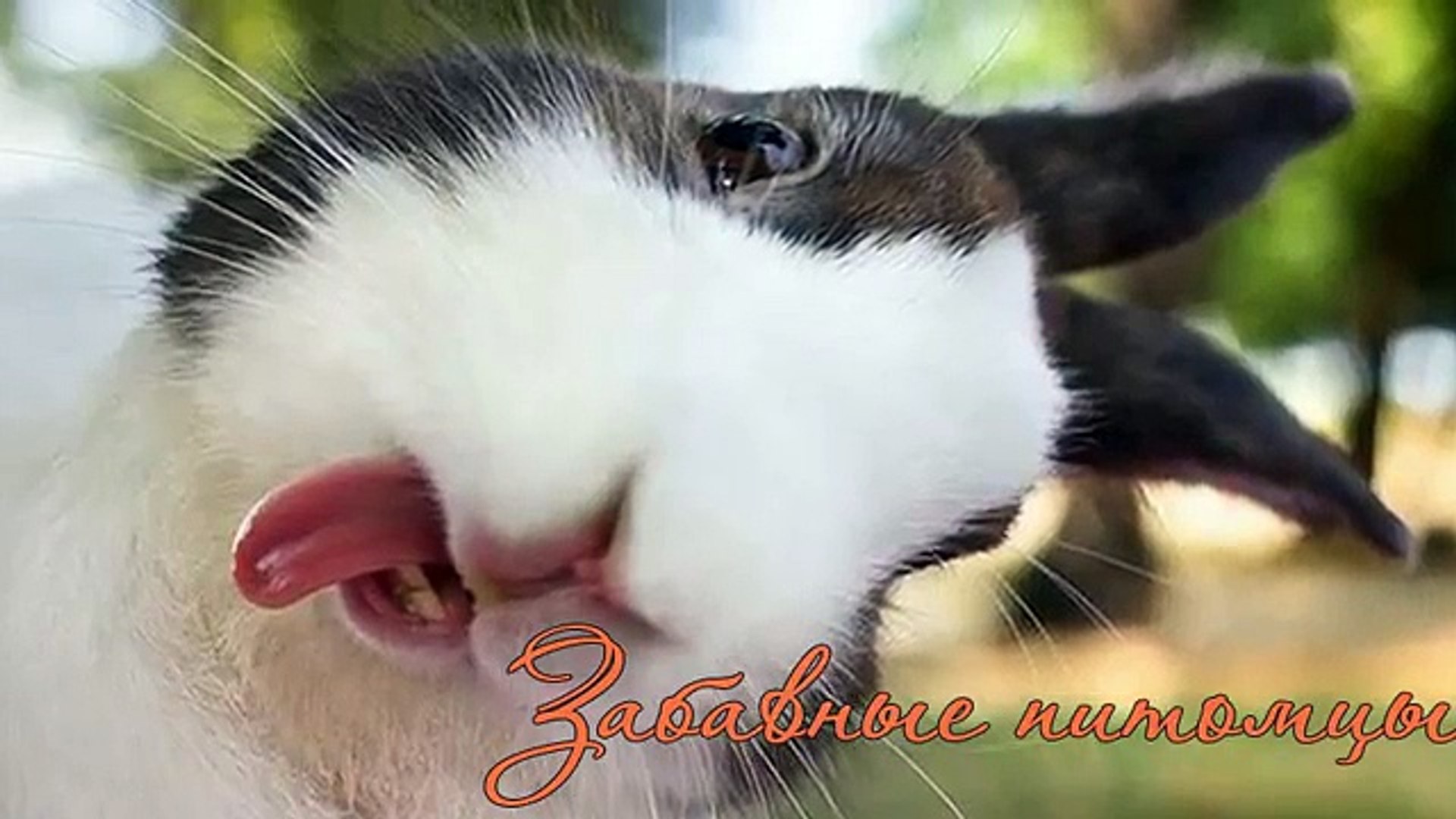 ⁣Забавные животные/Funny animals