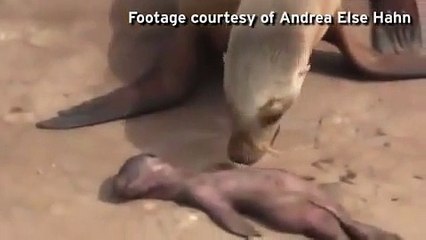 Sư tử biển khóc thảm thiết bên xác con vừa chào đời